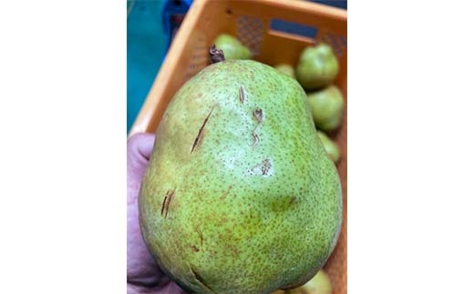 【令和7年産先行受付】山形県産高糖度「ラ・フランス」5kg 家庭用(訳あり) 玉数おまかせ らふらんす 果物 くだもの フルーツ 中山町 訳あり 自宅用 F4A-0953