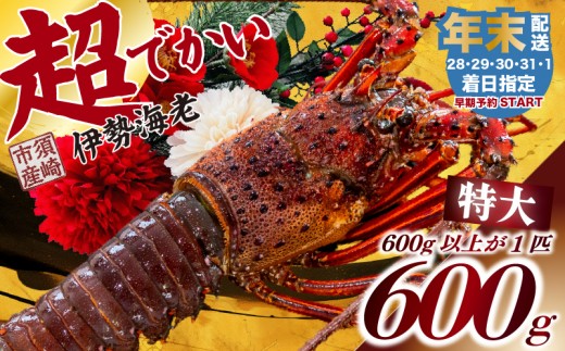 【年末予約配送・31日着】特大 伊勢海老 1匹 活 伊勢海老 エビ いせえび 人気伊勢海老 伊勢海老刺身 生き 活魚 高級 鮮魚 海鮮 魚介 刺身 お造り 焼き物 汁物 魚介類 国産 伊勢海老国産 人気 便利 お手軽 祝い お祝い 年末配送 年末 年始 お正月 おせち パーティー 贅沢 豪華 ギフト プレゼント お取り寄せ 早期予約 wakeari iseebi