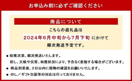 【2024年発送】＜優品＞完熟アップルマンゴー約800g（化粧箱）2玉～3玉