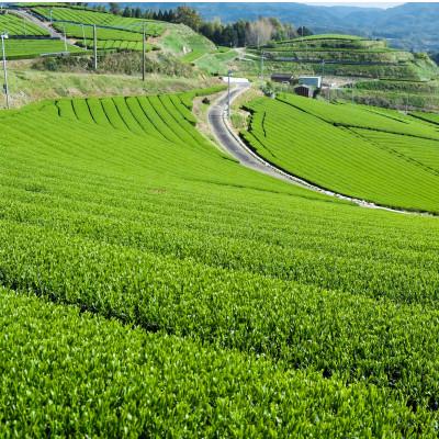 ふるさと納税 筑前町 【八女茶　江戸宝永年間創業】14代目オススメの八十八夜の八女茶「翠」5本セット(ご自宅用) |  | 02