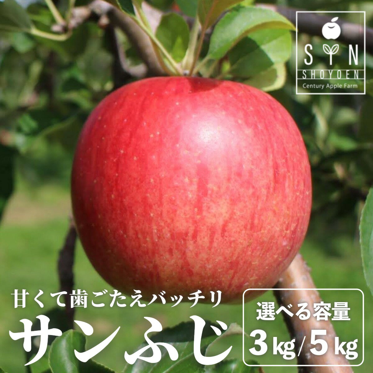 【ふるさと納税】 サンふじ 松陽園 完熟 りんご 3kg 7個〜9個 5kg 12個〜18個 選べる 重量 / 人気 赤い サンフジ 林檎 リンゴ フルーツ 果物 果実 Apple アップル 東北 岩手県 遠野市 産 贈答 ギフト プレゼント 農家直送 産地直送 蜜 送料無料 お歳暮 先行予約 2026 令和8