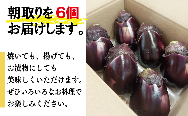 泉州 泉佐野市産 ハウス水なす 6個【茄子 泉佐野産 とれたて 新鮮野菜 やさい 高評価 数量限定】 005A759