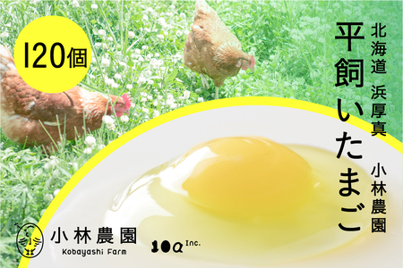 平飼い有精卵 120個【常温便】 たまご 卵 鶏卵 玉子 生卵 平飼い 北海道 [AXAN123]
