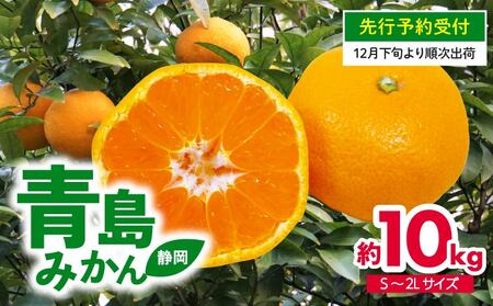 【先行予約みかん】12月下旬〜1月下旬発送 青島みかん 10kg S〜2L