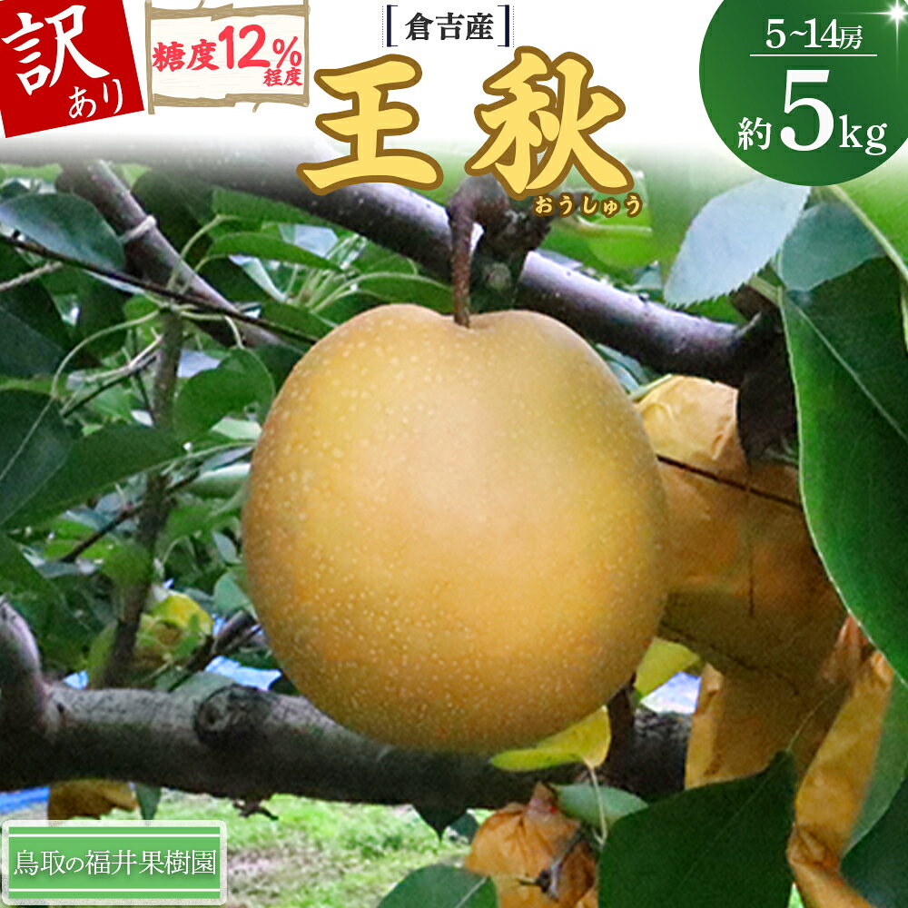 【ふるさと納税】【訳あり】【期間限定】令和8年産 王秋 5kg（5～14玉） 倉吉産 福井果樹園 梨 なし ナシ おうしゅう 王秋 ブランド梨 鳥取 5kg 果物 フルーツ 和梨 先行予約 数量限定