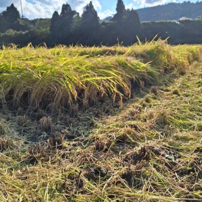 ふるさと納税 十日町市 魚沼産コシヒカリ　精米5kg