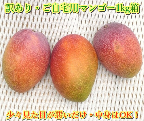 
【先行予約】石垣島産 《訳あり・ご自宅用マンゴー》 約1kg エコ箱入り（2～4個入り）2024年6月中旬～順次発送 SI-29-1
