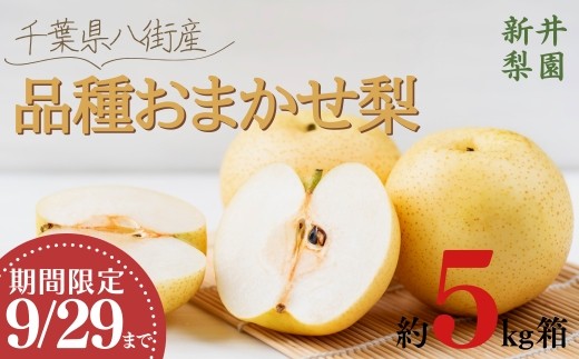 ＼品種おまかせ／ 梨 5kg 豊水 新高 あきづき 新興 にっこり 新井梨園 9月29日まで 申込受付中 ！ 先行予約 なし 豊水梨 新高梨 ナシ 千葉  季節  フルーツ 果物   くだもの 旬 千葉県 特選 ギフト  食べ比べ 糖度  和梨 八街