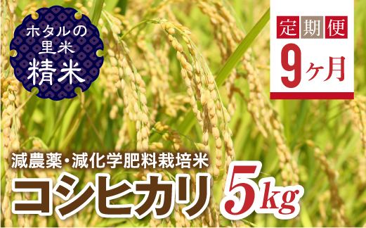 
             ＜定期便9ヶ月＞【ホタルの里米】環境に配慮し農薬を減らした栽培米 コシヒカリ精米5kg F4D-1439
          