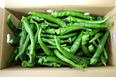 京のブランド産品　万願寺甘とう　秀品 4kg　[長さ不揃い]【2025年発送分】 FCCS006