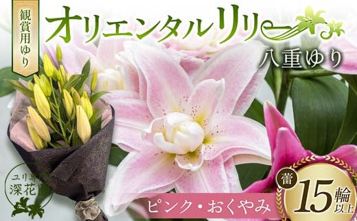 ユリ専門＜深花園＞観賞用ゆり オリエンタルリリー 八重ゆり ＜ピンク・おくやみ＞ 蕾15輪以上 F23R-956