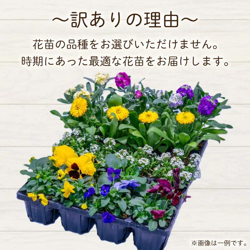 品種おまかせ 季節の花苗 24ポット 寄植え 花 