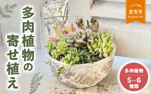 多肉植物の寄せ植え L ギフト 観葉植物 多肉植物 寄せ植え 鳥取県 倉吉市