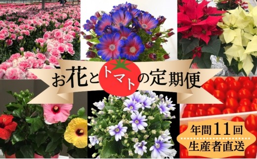 
                  鉢花 定期便 全11回 じょんならんトマト ミニトマト 約1.6kg 約1.4kg サイネリア ティアシリーズ カーネーション ハイビスカス ポインセチア 3鉢 2鉢 5号 かご入り ギフトボックス 糖度9度以上 薄皮 花 鉢植え 瀬戸内 トマト 香川県 観音寺市
                