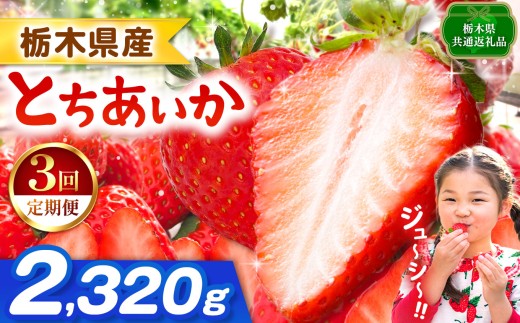 【栃木県共通返礼品】【先行予約】【定期3回】とちあいか 2320g | 果物 くだもの フルーツ 野菜 やさい ヤサイ 苺 イチゴ いちご とちあいか 新鮮 甘い 数量 限定 美味しい 果物 共通返礼品 フルーツ デザート 栃木県 那珂川町 送料無料