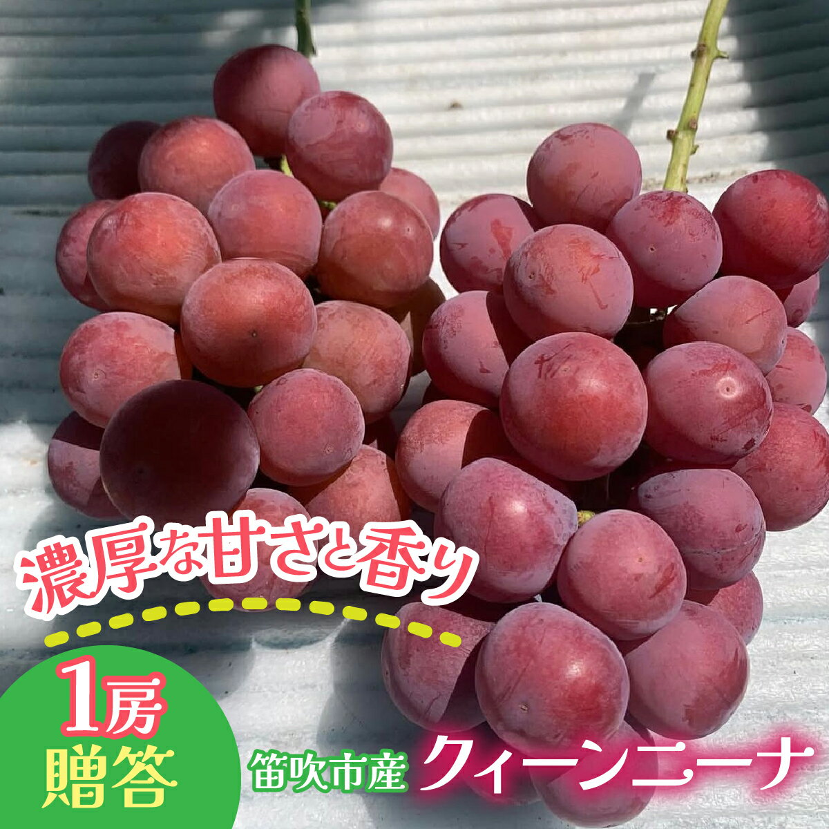 【ふるさと納税】笛吹市産 クィーンニーナ 1房　贈答　石倉ファーム ふるさと納税 ぶどう シャインマスカット クィーンニーナ 笛吹市 国産 人気 期間限定 果物 フルーツ 旬 山梨県 送料無料 241-007