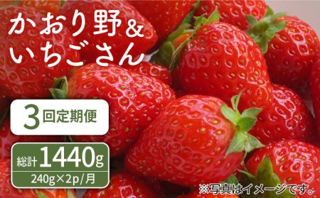 【先行予約】【3回定期便】赤いちご食べ比べ！かおり野＆いちごさん 定期便 /赤いちご いちご食べ比べ さっぱりとした甘さのいちご お試しパックいちご イチゴ 苺 佐賀県産いちご ブランドいちご かおり野 甘い香りのいちご 希少いちご いちごさん うつくしい色と形のいちご 華やかでやさしい甘さのいちご みずみずしい果汁のいちご いちご イチゴ 苺 人気のいちご 白石町産いちご いちご イチゴ 苺 おすすめいちご 自宅用いちご ゴロゴロ生いちご イチゴ 苺 イチゴ 苺 いちごいっぱい いちご定期便 お取り寄せい