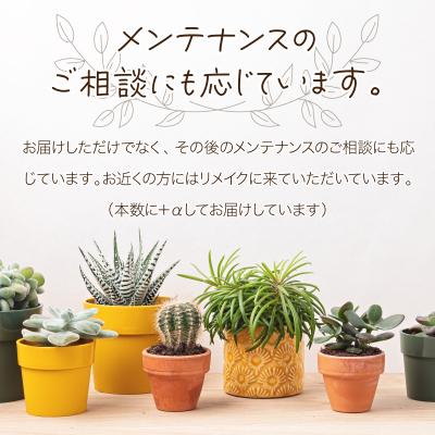 ふるさと納税 室戸市 サボテン多肉植物の「アンティーク調鉢寄せ植えキット」(鉢色・ブラウン、鉢サイズ・大) |  | 03