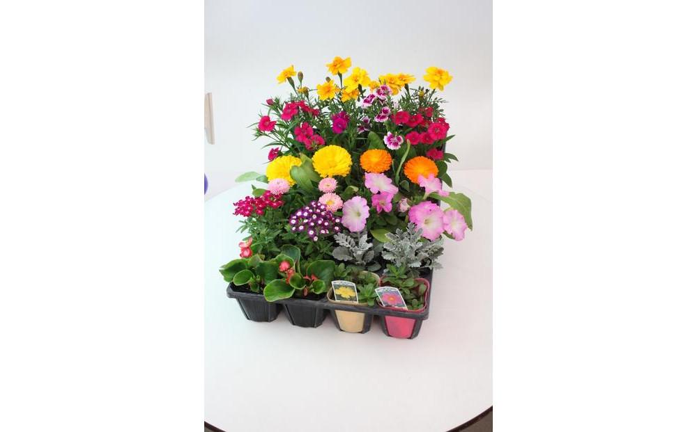 季節の花苗24苗セット