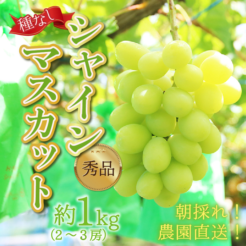 【先行予約】【種なし】上野梨園のシャインマスカット 約1kg【朝採れ】【秀品】 農園直送【上野の葡萄】 / ぶどう フルーツ 果物 くだもの 贈答 お土産 種なし 旬 皮ごと食べる 　美容 ぶどう狩り 巨峰に負けない 爽やかな甘さ 大粒 新鮮 朝採れ 厳選 ※2026年9月上旬より順次発送 [aw077-a011]