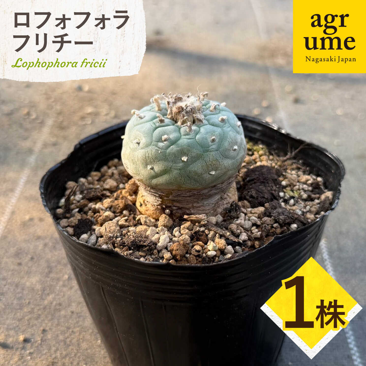 【ふるさと納税】ロフォフォラ 銀冠玉 Lophophora fricii 1株 長与町/アグリューム[EAI176] ろふぉふぉら ふりちー 植物 雑貨 おしゃれ 送料無料 常温 国産 1株