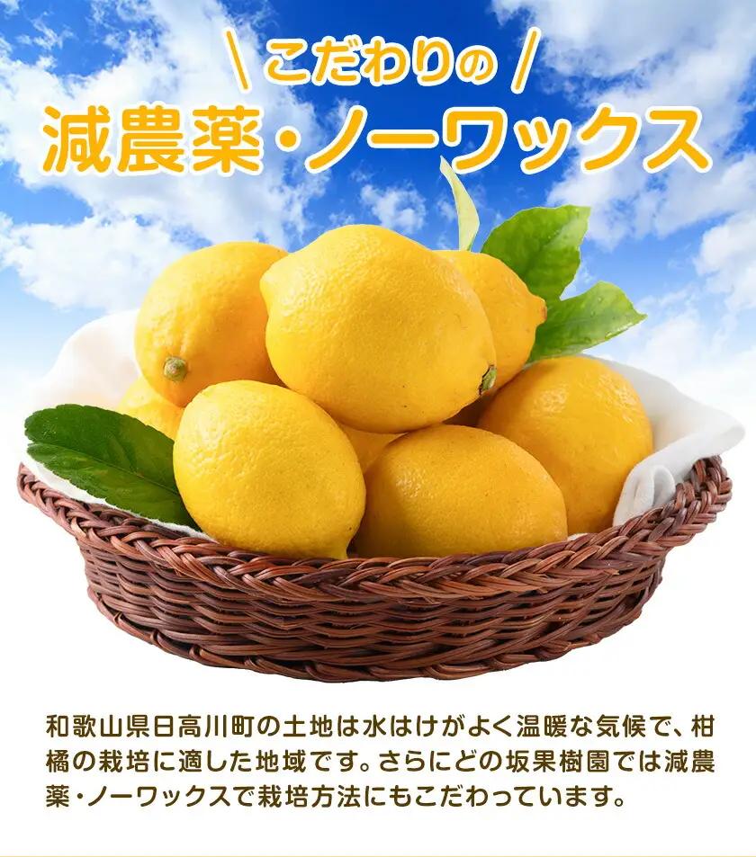 国産 レモン 約5kg ノーワックスレモン