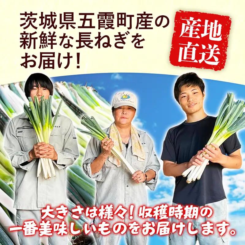 五霞町産 長ねぎ 2kg前後 ／ ご家庭用 キズ有り 曲がりあり サイズ ばらつき有 ネギ ねぎ 長ネギ 長葱 産地直送 茨城県 五霞町