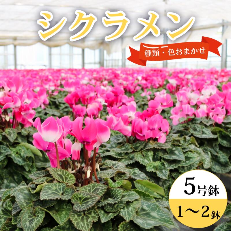 【ふるさと納税】 シクラメン 5号鉢 選べる個数 生産者 良い株選別 色 種類 お任せ お花 鉢 鉢植え 冬の花 贈物 贈り物 クリスマス プレゼント 花 誕生日 flower 5寸鉢 送料無料 ふるさと納税花 ふるさと納税鉢植え 千葉県 銚子市 木村園芸 【11月上旬～12月上旬頃発送予定】