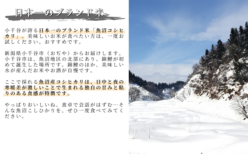【令和7年産】わかとち産 魚沼コシヒカリ 特別栽培 棚田米 贈答用1.5kg×3袋 白米 精米  先行予約 新潟県産 コシヒカリ