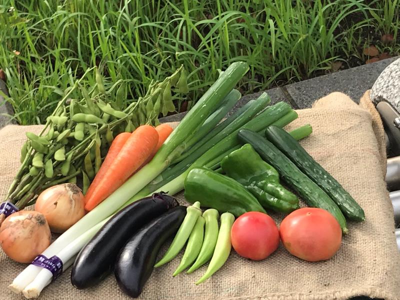 5月～9月にお送りする野菜の一例。