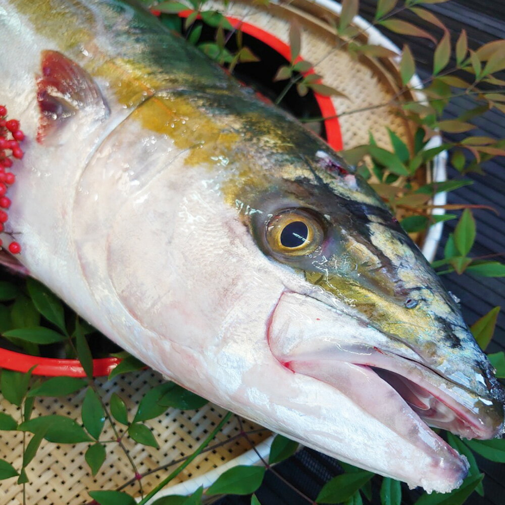 【ふるさと納税】長崎近海 活き〆天然寒ぶり 1匹 6kg台（6.2kg～6.8kg） 丸ごと1本!! ブリ 鰤 魚介類 鮮魚 水産物 刺身 ぶりシャブ 照り焼き 塩焼き 冷蔵 長崎県産 国産 九州 長崎県 長崎市 送料無料 【2025年9月下旬～2026年2月下旬迄発送予定】