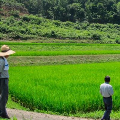 ふるさと納税 高岡市 令和8年産 富山県産コシヒカリ5kg |  | 01