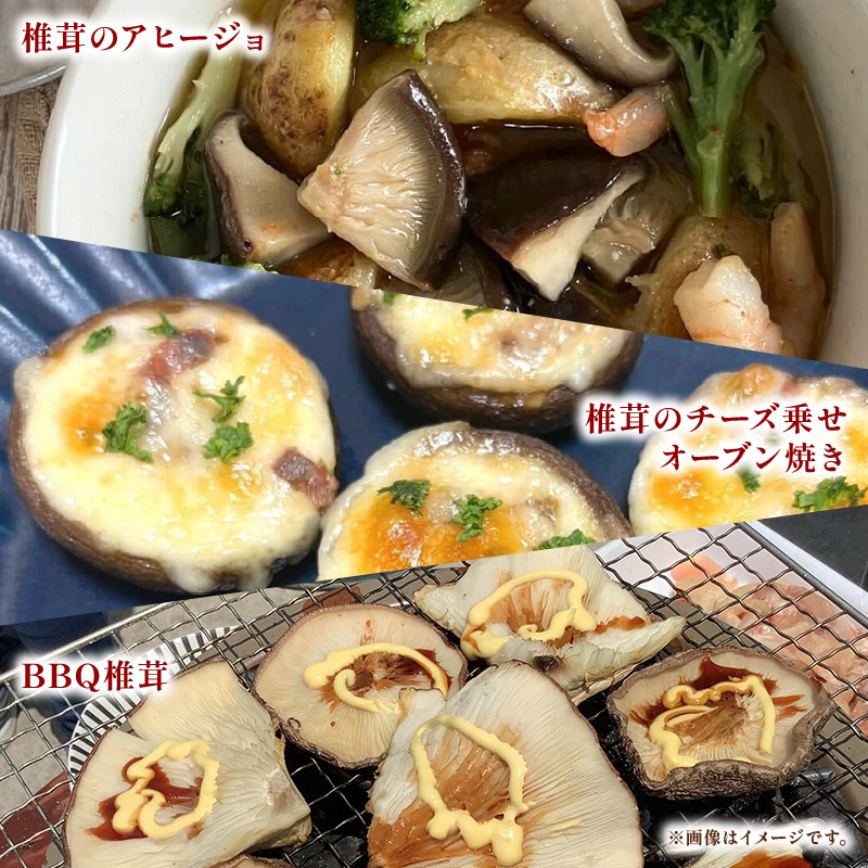 大きな生椎茸 600g 椎茸 しいたけ シイタケ きのこ 生椎茸 野菜 菌床栽培 肉厚 キノコ 新鮮 ステーキしいたけ ステーキ椎茸 国産 農薬不使用 食物繊維 ステーキ 富士山 湧水 箱根 静岡県 