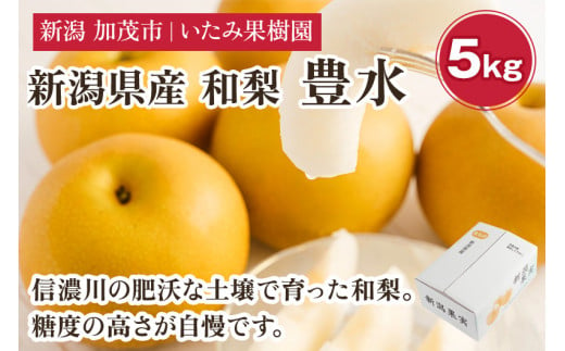 【2025年先行予約】新潟県産 厳選 和梨  豊水 5kg（9～14玉）《8月上旬以降発送》果物 フルーツ ほうすい 加茂市 いたみ果樹園