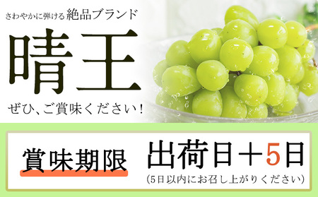 【2026年発送】シャインマスカット 晴王  約670g 田口青果 シャインマスカット