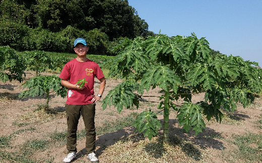 ＜先行予約＞ 酵素の王様 フレッシュ 青パパイヤ 合計3kg (約500g×5～6個)  パパイヤ ビタミン ミネラル アミノ酸 食物繊維 ポリフェノール 野菜 食品 F20E-697