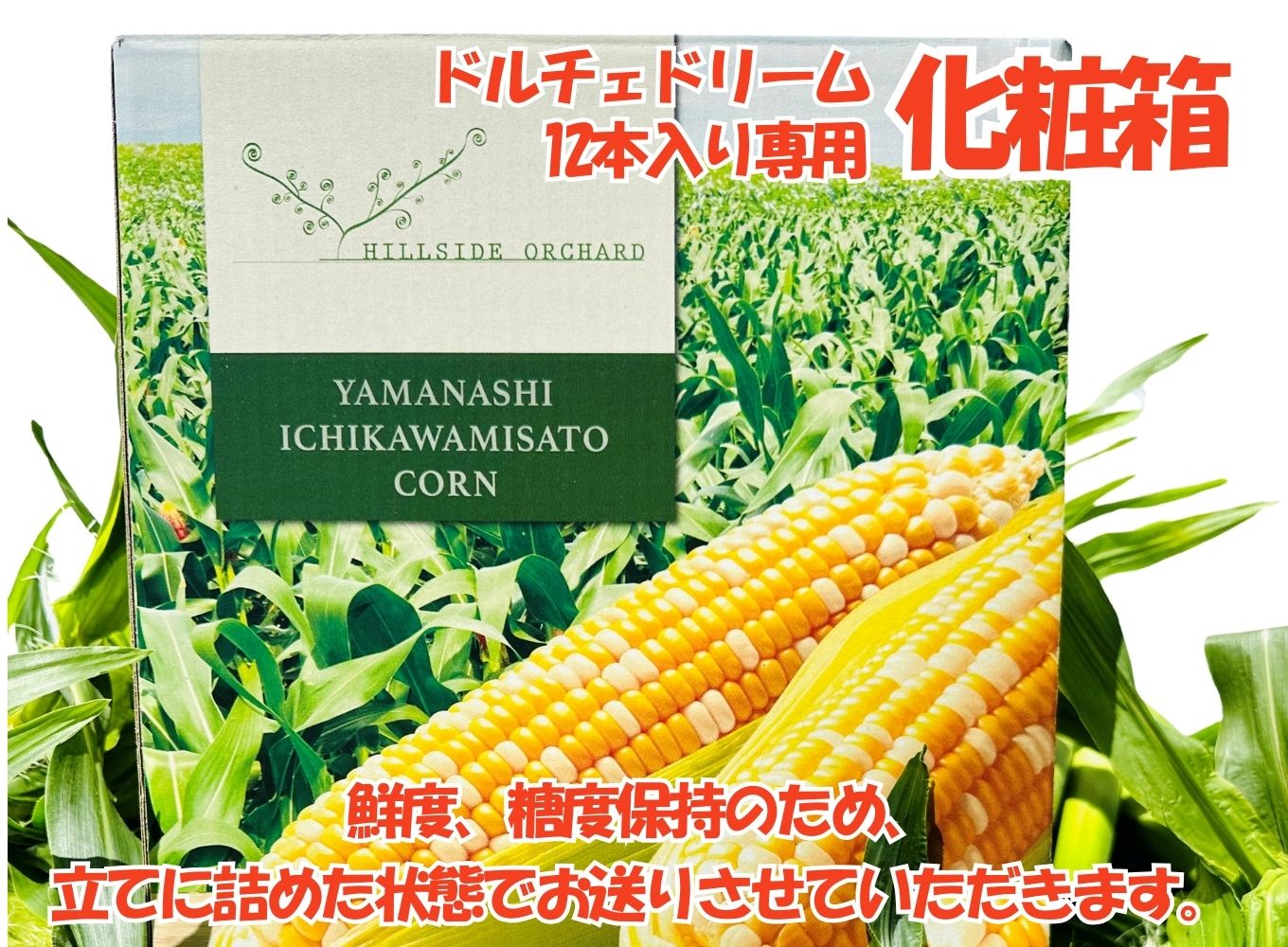 【先行予約】2025年6月中旬から発送【朝採り】ドルチェドリーム　１２本入り（約５kg）　ヒルサイドオーチャード[5839-2089]