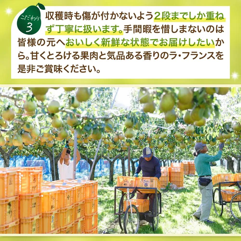 ラフランス 3kg 大玉 特秀品 贈答用 7玉~10玉 6L~3L 西洋梨 ラ・フランス フルーツ 果物 0055-2610