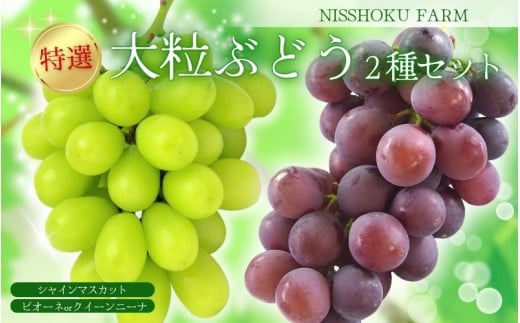 特選 大粒！ ぶどう２種セット（シャインマスカット入り）岡山 NISSHOKU FARM / ぶどう ブドウ 葡萄 シャインマスカット ピオーネ クイーンニーナ 先行予約 フルーツ 果物 特選 大粒サ