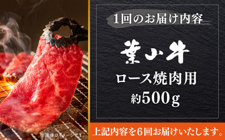【全6回定期便】【葉山牛】500g ロース焼肉用 ／ 牛肉 黒毛和牛 神奈川県 特産品【葉山牛ステーキレストラン 角車】[ASBD055]