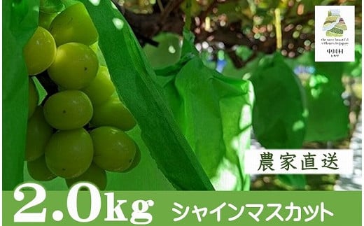 農家直送】宮下ぶどう園直送　シャインマスカット　約２Kg±