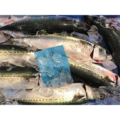 ふるさと納税 八幡浜市 竹中水産の真鯖5キロ!【F22-241】 |  | 01