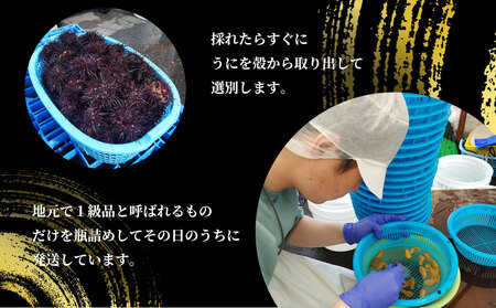 fn-72-039 三陸釜石・漁師直送 生うに 150g×4本 【5月中旬から7月頃期間限定 お届け便】 両石港 隆丸