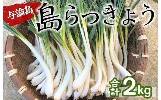 
【先行予約】島らっきょう2kg：2024年3月上旬以降発送☆(皮処理済)与論の味をご家庭で
