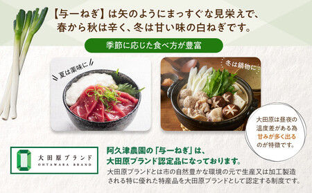 与一ねぎ 2Lサイズ（27本） ｜野菜 ネギ 農家直送 産地直送 産直 大田原ブランド 栃木県 大田原市