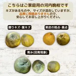 【10営業日以内発送】【訳あり】 河内晩柑 樹齢 25年以上 5kg +傷み保証約1kg （ サイズミックス ） 7000円 みかん mikan 蜜柑 ミカン わけあり かわちばんかん 愛南ゴールド 