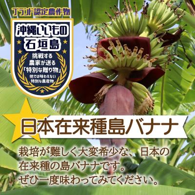 ふるさと納税 石垣市 希少!特許製法で作るシリカ水で栽培する特別な「島バナナ」