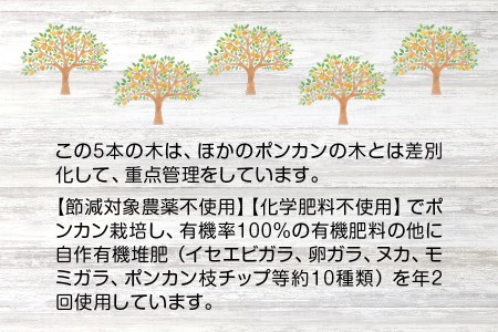 【先行予約】プレミア和歌山認定！ ポンカン姫 5kg 【2026年1月上旬～2026年2月上旬発送予定】 数量限定の極上ポンカン 柑橘類 ぽんかん フルーツ 果実 みかん ミカン オレンジ 旬 限定【