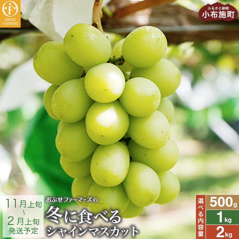 【ふるさと納税】冬に食べるシャインマスカット 約500g 1房 & 約1kg 2房 & 約2kg 3〜5房 ［ おぶせファーマーズ ］ぶどう ブドウ 葡萄 フルーツ 果物 くだもの 長野 信州 【2025年11月上旬～2026年2月上旬発送】