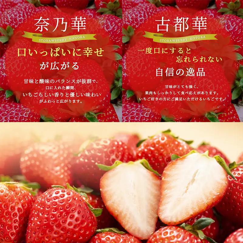 いちご 奈乃華 古都華 奈良県産 いちご【270g×2パック】【定期便2回】【先行予約】